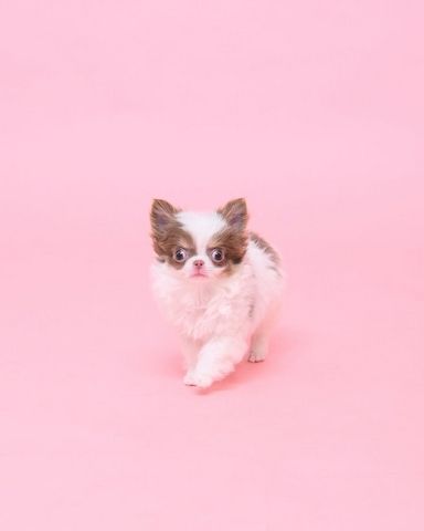 Chihuahua-Welpe zur Adoption