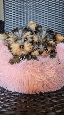 Reinrassige Yorkshire Terrier Rüde, Welpe, sucht noch ein neues Zuhause
