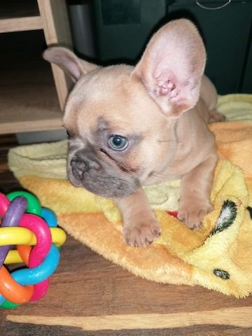 Superkleine Erhältlich Franösische Bulldoggen 4 Jungs und 3 Mädchen mit papieren