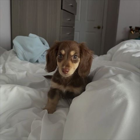 Dackelwelpe zur Adoption