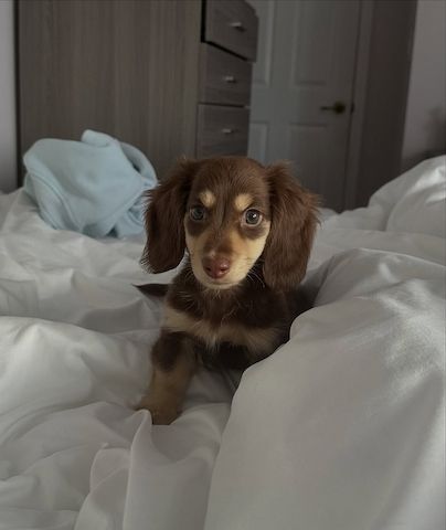 Dackelwelpe zur Adoption