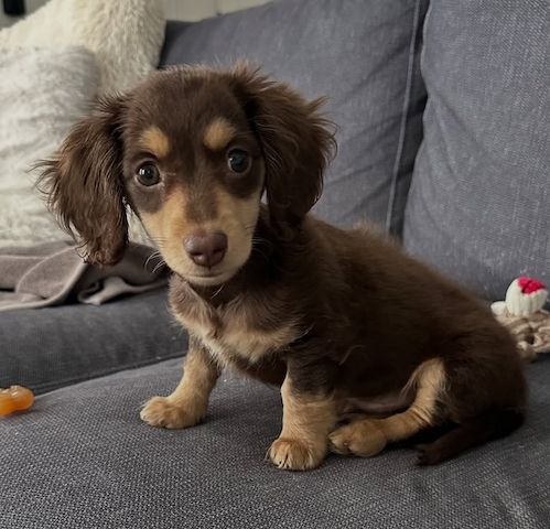 Dackelwelpe zur Adoption