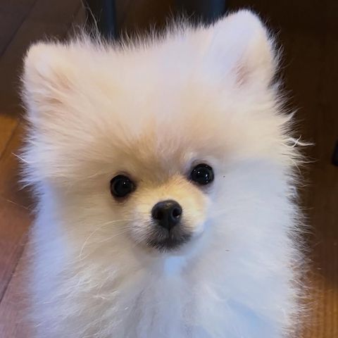Pomeranian-Welpe zur Adoption