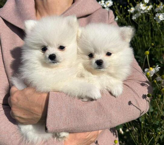 Typische Zwergspitz/Pomeranian Welpen