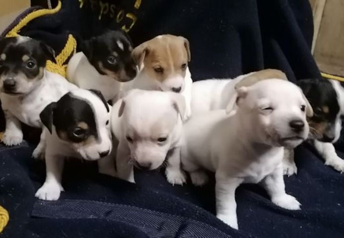 Traumhafte Superkleine Erhältlich Jack-Russell-Terrier mit Papieren