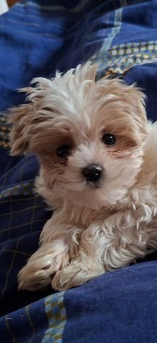 Zuckersüßer Maltipoo-Welpe zu verkaufen  / Süßer Rüde sucht sein neues Zuhause!