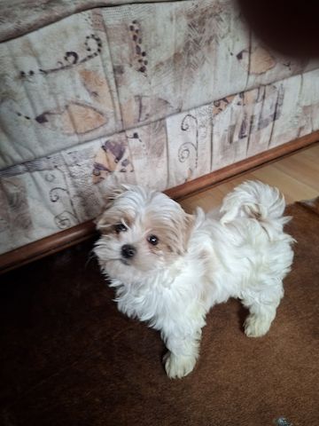 Zuckersüßer Maltipoo-Welpe zu verkaufen  / Süßer Rüde sucht sein neues Zuhause!