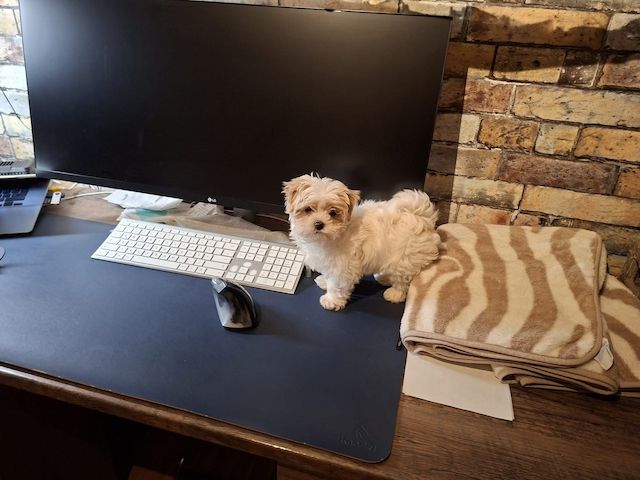 Zuckersüßer Maltipoo-Welpe zu verkaufen  / Süßer Rüde sucht sein neues Zuhause!