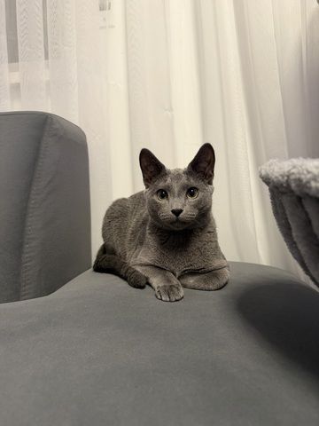 Reinrassiger Russisch blau Kater