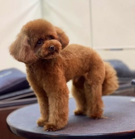 Toy Pudel Red Brown Mädchen - Impfung, Pass, Lieferung Ukraine/EU