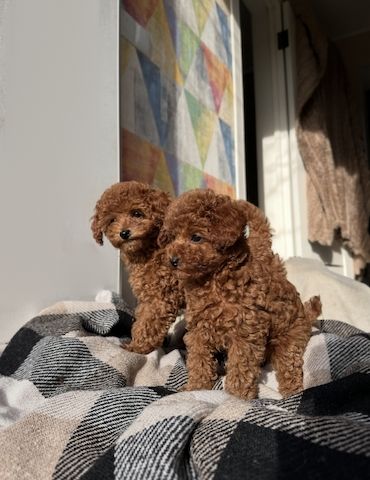 Toy Pudel Red Brown Mädchen - Impfung, Pass, Lieferung Ukraine/EU