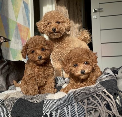 Toy Pudel Red Brown Mädchen - Impfung, Pass, Lieferung Ukraine/EU