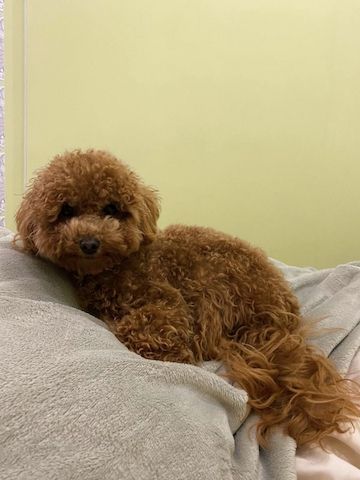 Toy Pudel Red Brown Mädchen - Impfung, Pass, Lieferung Ukraine/EU