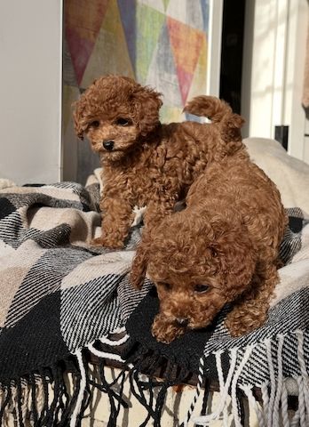 Toy Pudel Red Brown Mädchen - Impfung, Pass, Lieferung Ukraine/EU