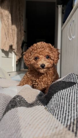 Toy Pudel Red Brown Mädchen - Impfung, Pass, Lieferung Ukraine/EU