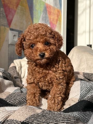 Toy Pudel Red Brown Mädchen - Impfung, Pass, Lieferung Ukraine/EU