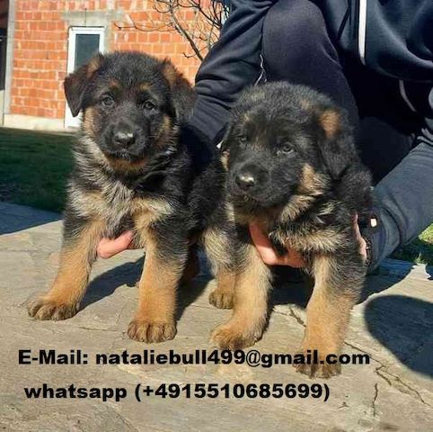 männliche und weibliche Deutsch Shepherd Welpen