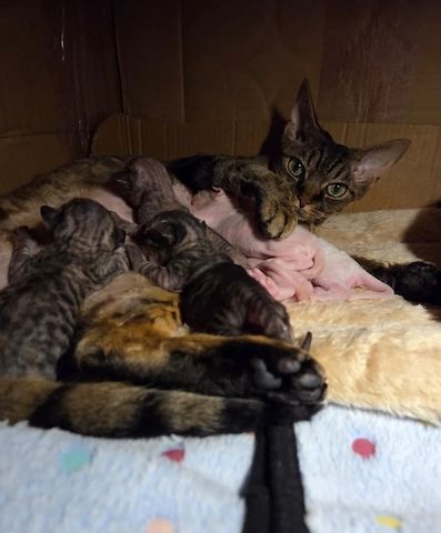 6 Devon Rex-Kätzchen