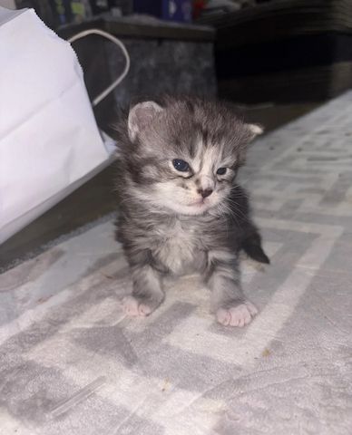 wunderschöne Maine-Coon-Kätzchen