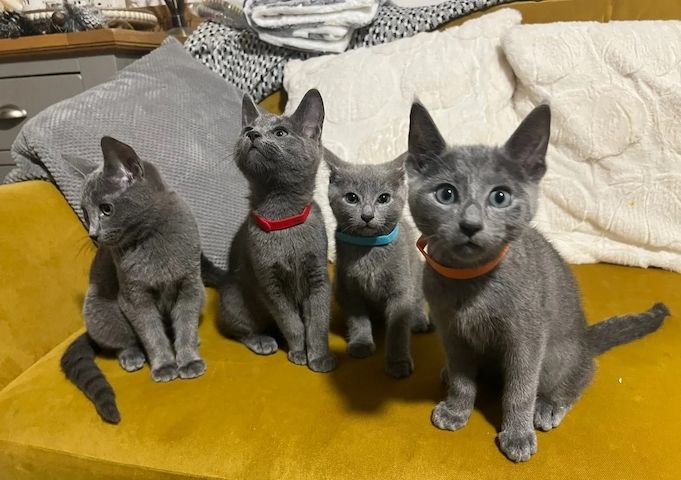 Russisch Blau-Kätzchen