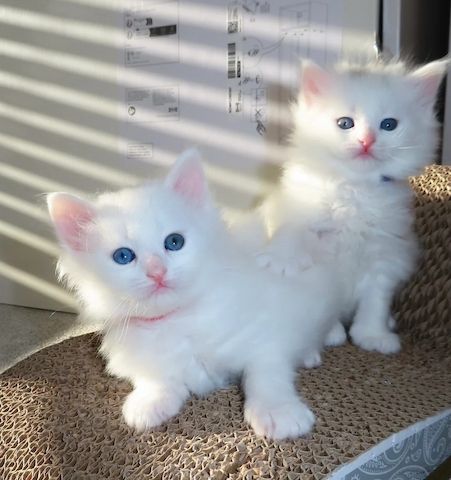 Kleine, flauschige, hypoallergene sibirische Kätzchen 🐾