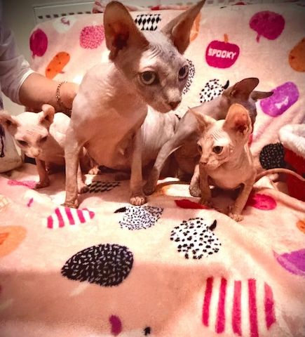 Wunderschöne Sphynx-Kätzchen