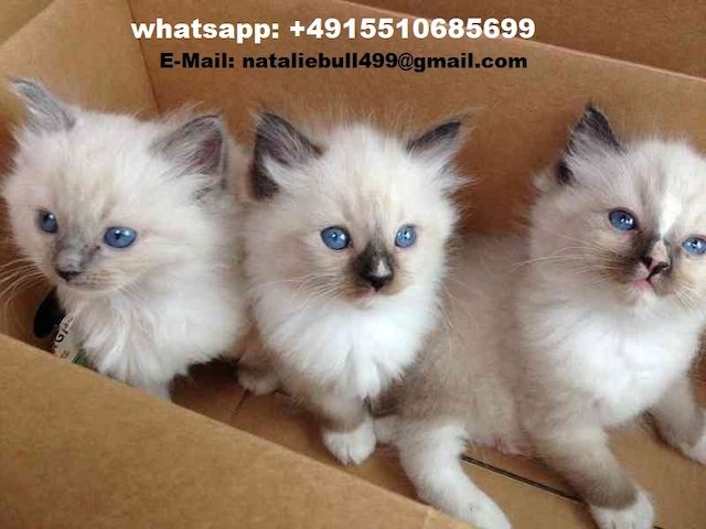 Reinrassige Ragdoll-Kätzchen