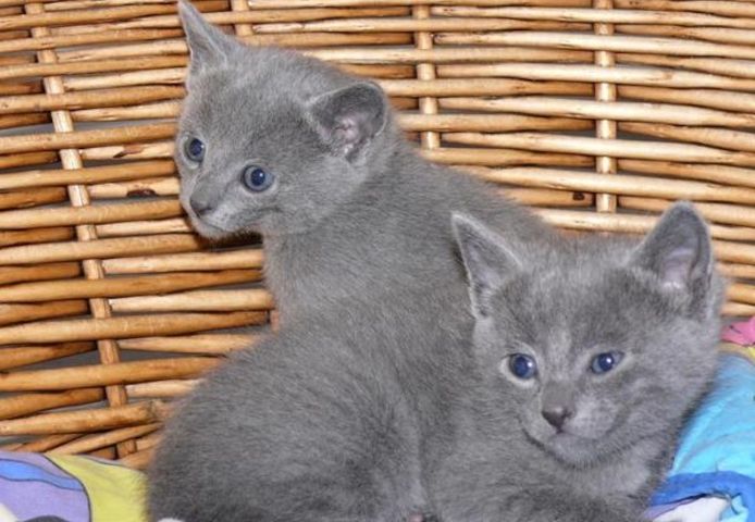 Russisch Blau-Kätzchen