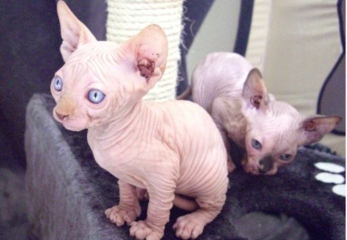 Wunderschöne Sphynx-Kätzchen