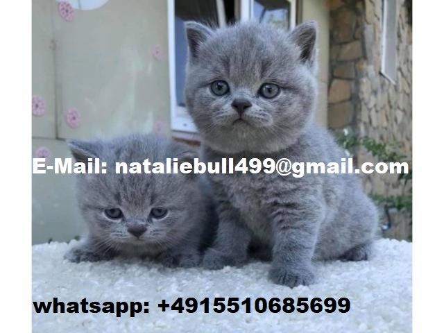 Britisch Kurzhaar-Kätzchen