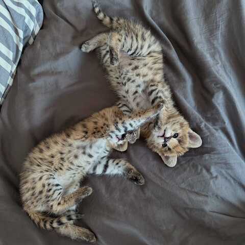 Außergewöhnlicher Serval: Die Eleganz der Savanne in Ihrem Zuhause