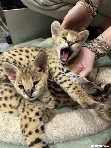 Außergewöhnlicher Serval: Die Eleganz der Savanne in Ihrem Zuhause