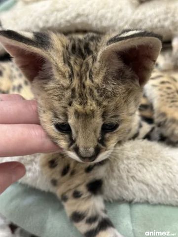 Außergewöhnlicher Serval: Die Eleganz der Savanne in Ihrem Zuhause