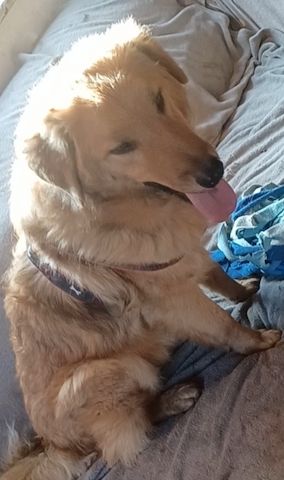 Biondo, a.d.Tierschutz, sucht liebes Zuhause