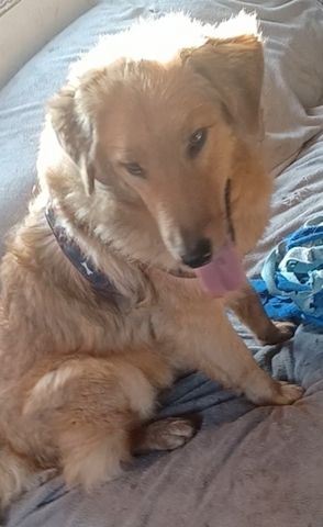 Biondo, a.d.Tierschutz, sucht liebes Zuhause