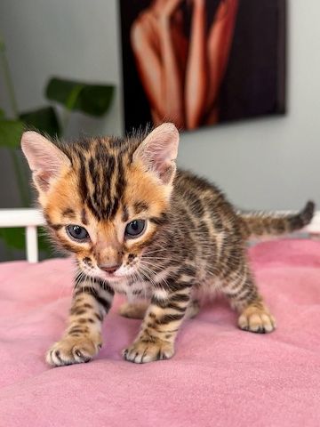 Bengalkätzchen zur Adoption