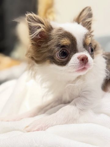 Chihuahua-Welpe zur Adoption