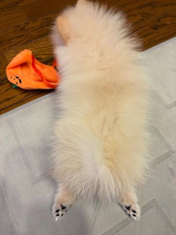 Pomeranian-Welpe zur Adoption