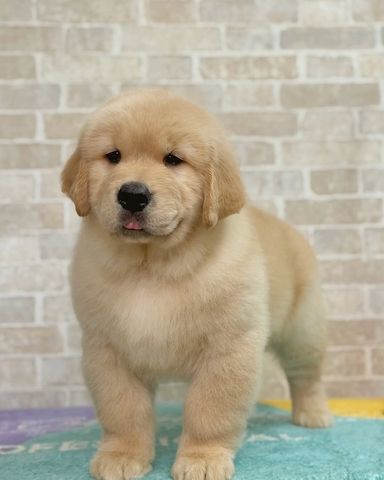 Golden-Retriever-Welpe zur Adoption