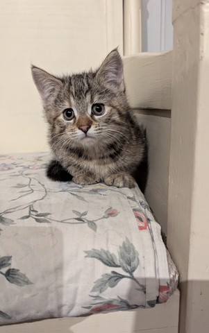 Süsse Maine coon Mix katze, Mädel