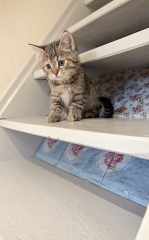 Süsse Maine coon Mix katze, Mädel