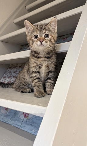 Süsse Maine coon Mix katze, Mädel