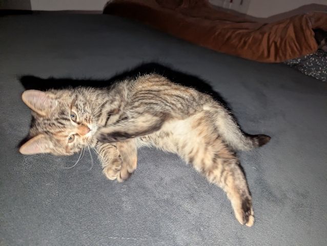 Süsse Maine coon Mix katze, Mädel