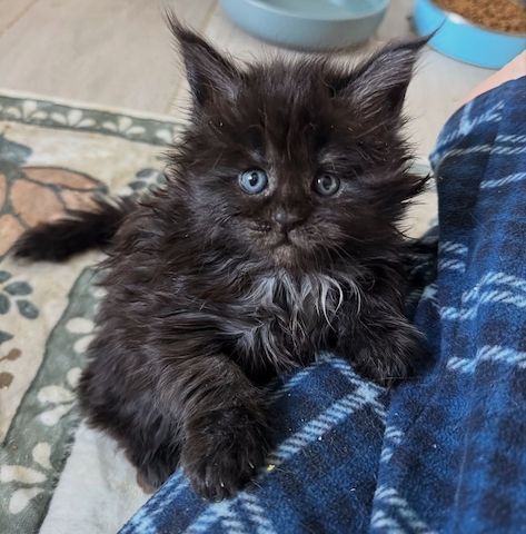 Frohe Weihnachten” 🎄