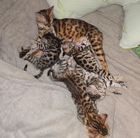 4 wunderschöne reinrassige Bengalkätzchen