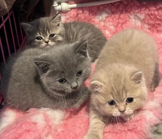 Wunderschöne Britisch Kurzhaar-Kätzchen