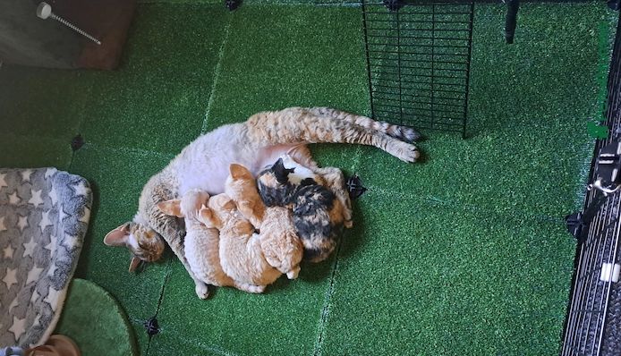 Wunderschöne Devon Rex-Kätzchen