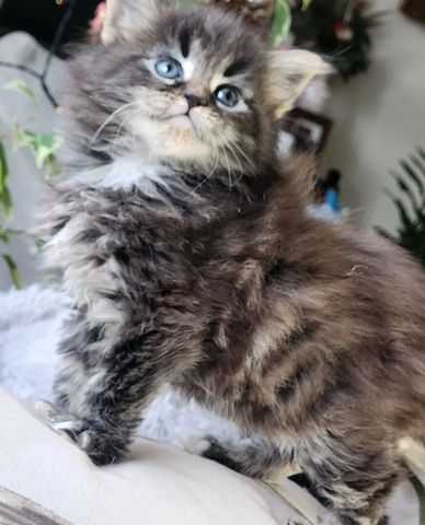 Wunderschöne Maine-Coon-Kätzchen