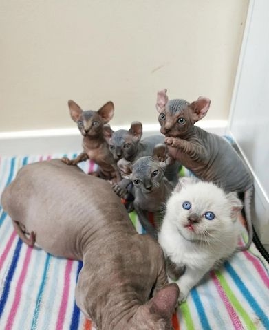 Entzückende Sphynx-Kätzchen zu verkaufen