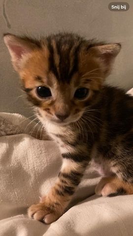 Bengal-Kätzchen1
